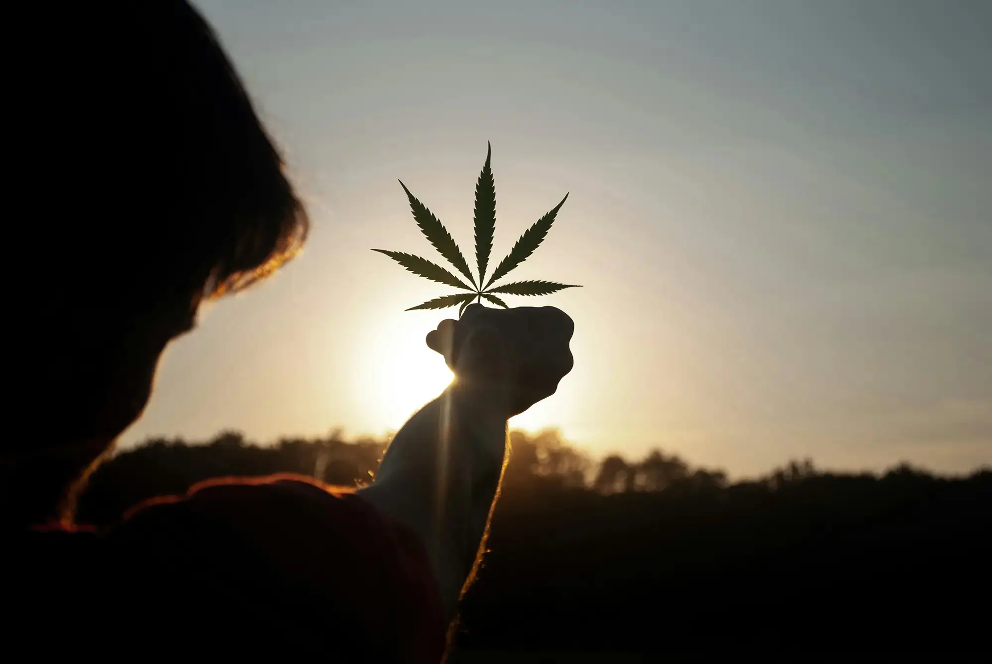 buchergrass_cannabis-anbau-beratung_growvegan-1